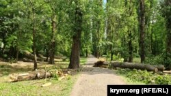 Упавший тополь на тротуар в Гагаринском парке Симферополя, 25 мая 2024 года