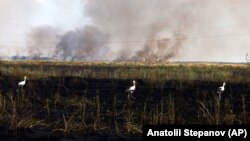 Палаюче поле на півдні України, липень 2023 року