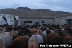 Марьям, жена казахского пастуха, загоняет отару овец в загон на зимовке в степи. Алматинская область, 3 февраля. Автор: Петр Троценко, казахская редакция «Азаттыка».