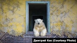 Белый медведь, остров Колючин, Чукотка