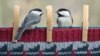 Bird Watchers Gear Up For Global Count