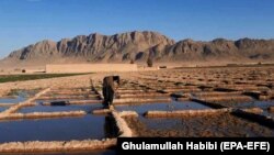 یک دهقان در حال کار بالای زمین هایش