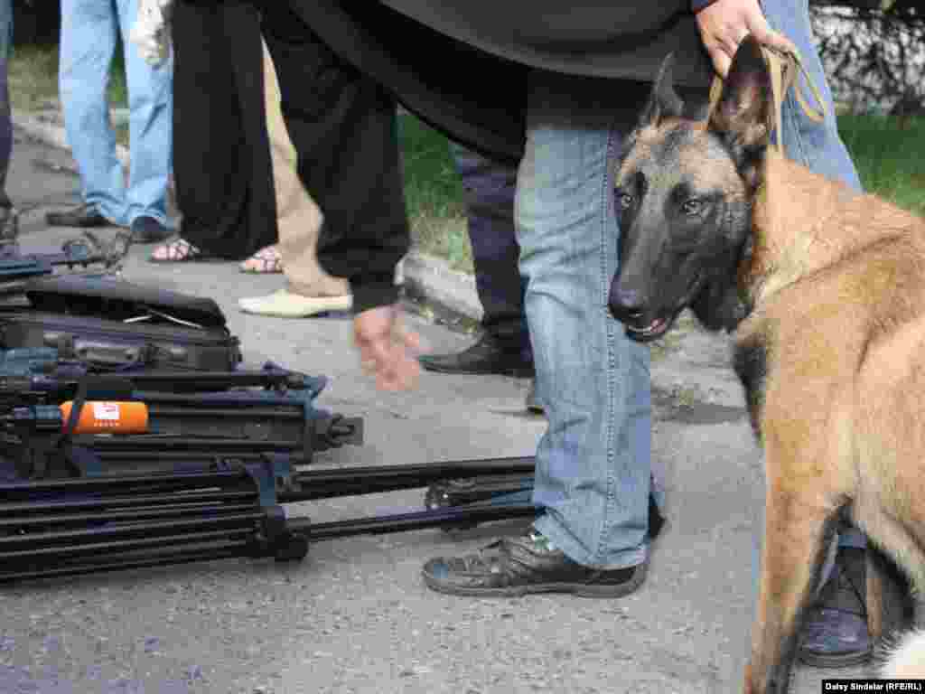 A bomb-sniffing dog checking journalists’ equipment ahead of commemoration ceremonies in Osh. Photo by RFE/RL's Daisy Sindelar 