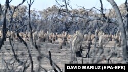 Posledice požara u Australiji