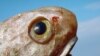 Marine Census Finds 'Riot' Of Species