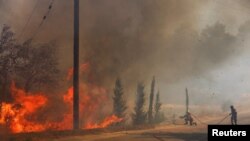 Пожарникарите се обидуваат да го изгаснат шумскиот пожар во Граматико, во близина на Атина, Грција, 12 август 2024 година.