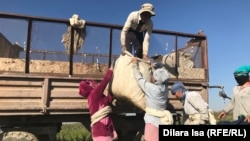 Civil society groups say that forced labor in Uzbekistan's cotton sector remains widespread despite some efforts at reform. (file photo)