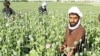 U.S. Praises Afghan Poppy Progress, Urges More Effort