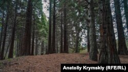 За даними ДБР, до групи входили директори та головні інженери п’яти державних підприємств лісового господарства Львівщини