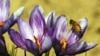 Could Saffron Help Wean Farmers Off Opium Poppies?