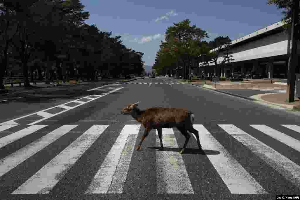 Дикий олень мимоволі наслідує обкладинку альбому The Beatles 'Abbey Road на пішохідному переході в Нарі, Японія. Більше 1000 оленів вільно гуляють по стародавній столиці Японії. Незважаючи на занепад туризму в місті, ці дикі тварини прекрасно себе почувають без частувань від туристів, згідно з повідомленям групи захисту оленів